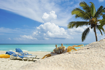 Crab on the Beach