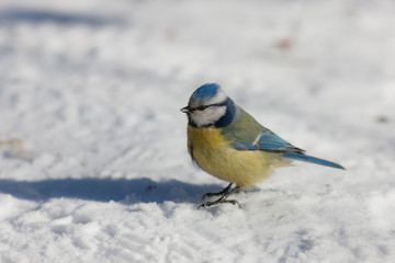 blue tit on the snow