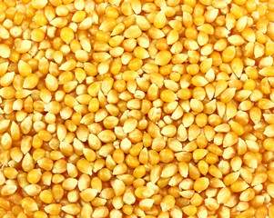 Corn grains