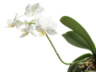 White orchid on white