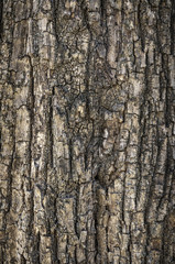 Texture - a bark of an old tree