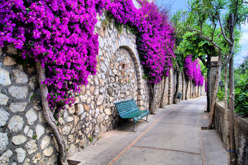 Fototapeta na wymiar Vibrant kwiat drapowana droga w Capri, Włochy