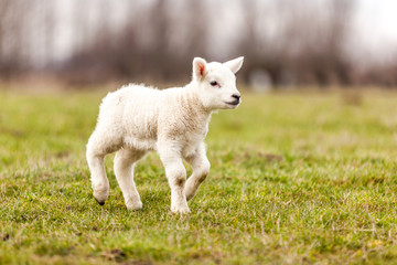 lamb