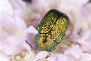Leaf beetle, Cryptocepalus, Chrysomelidae species