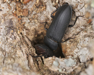 Mealworm beetles, Tenebrio opacus, Tenebrionidae on oak