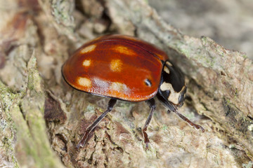 Ladybug sitting on wood, macro photo