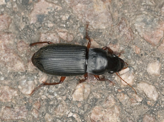 Ground beetle, carabidae on rock, macro photo