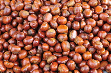 chestnut