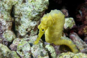 A yellow kuda female sea horse in Philippines