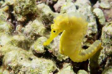 A yellow kuda female sea horse in Philippines © Andrea Izzotti