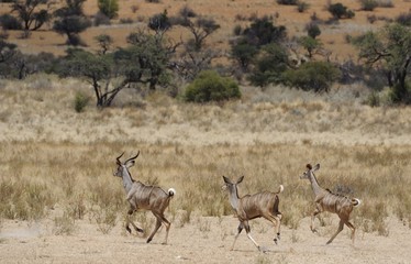 Naklejka premium Kudu ( Tragelaphus strepsiceros) in the Kalahari I desert