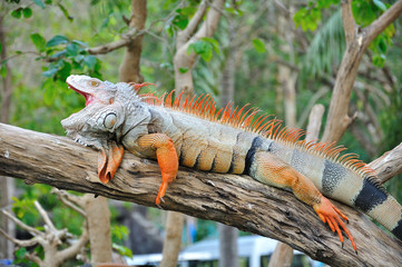 Closeup of Iguana