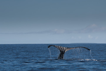 Naklejka premium Humpback whale in Tonga, Polynesia Paradise
