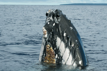 Obraz premium Humpback whale in Tonga, Polynesia Paradise