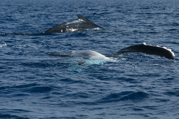 Naklejka premium Humpback whale in Tonga, Polynesia Paradise