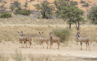 Naklejka na ściany i meble Kudu (stada na pustyni kgalagadi