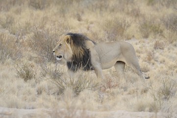 African lion (Panthera leo) in the Kgalagadi. Black maned male