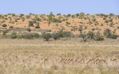 Fototapeta na wymiar Springbuck (Antidorcus marsupialis) na pustyni kgalagadi
