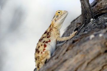 Tree Agama in the Kalahari desert