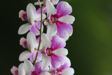 Fototapeta na wymiar Białe i różowe kwiaty. Wild Orchid