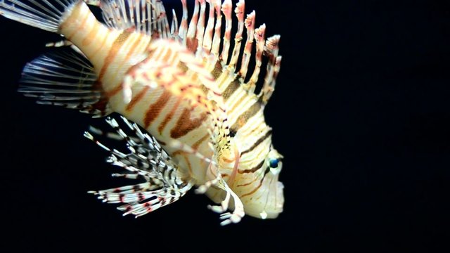 lionfish (Pterois miles,Scorpaeniformes)