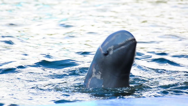 Dolphin show