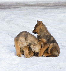 two homeless puppy