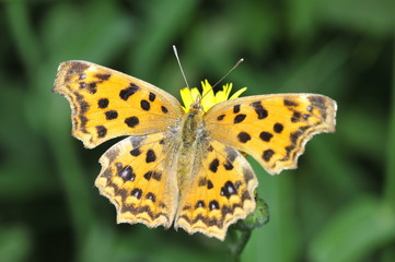 Beautiful butterfly stay in yellow flowers