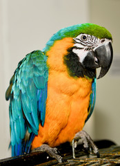 Parrot  sitting on cage.