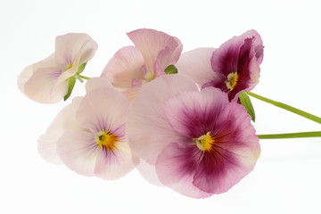 三色菫の花束