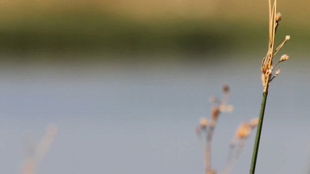 estanca con patos
