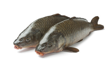 Two whole carps