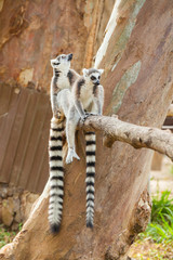 Naklejka na ściany i meble Dwa piękne Lemur siedzi na gałęzi drzewa