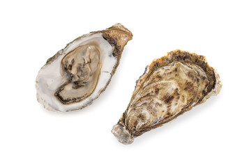 oyster