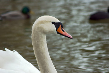 Portret białego łabędzia © GKor