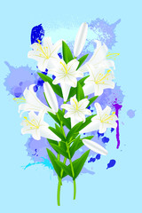 white lily on blue  background