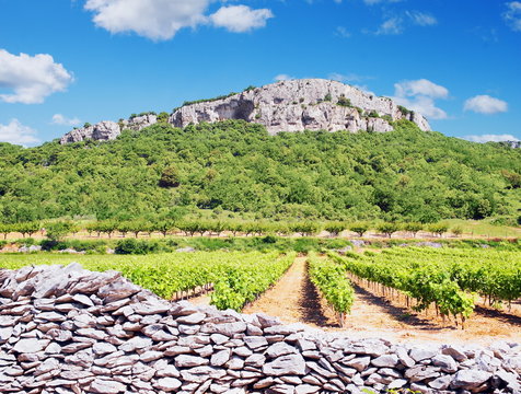 Vigne et mur en pierres