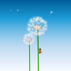 Ladybug climbing up a dandelion