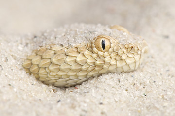Saharan Sand Viper / Cerastes vipera