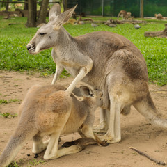 Mother kangaroo and her joey