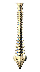 Spine Vertebrae - Posterior view / Back view