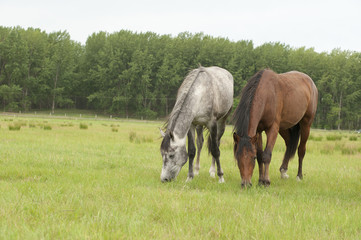 horses