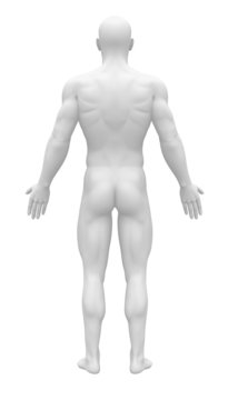 Blank Anatomy Figure - Back view