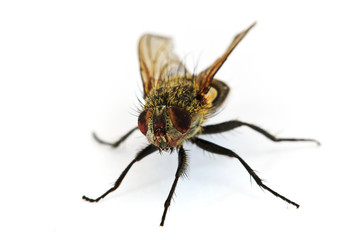 Fliege