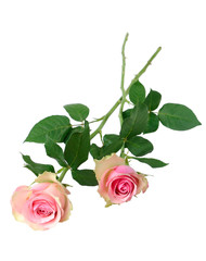 Naklejka premium Two pink roses
