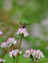 Fototapeta premium ミゾソバの花とハナアブ