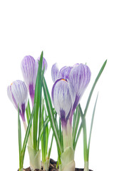 delicate crocuses isolated on a white