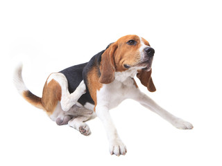 beagle dog on white