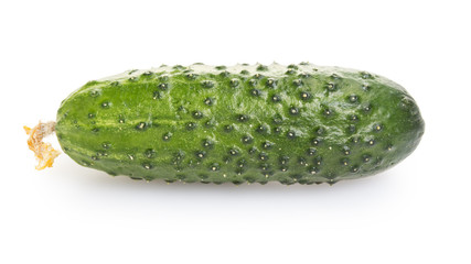 fresh greenhouse cucumber