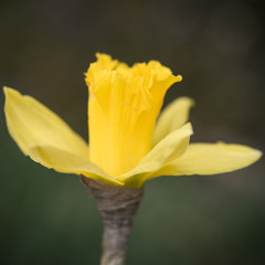 Daff